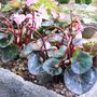 Mini cyclamen immature seedheads