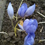 Crocus speciosus 'Conqueror' (Autumn flowering) (Crocus speciosus (large purple crocus))