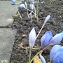 Crocus speciosus 'Conqueror' (Autumn flowering) (Crocus speciosus (large purple crocus))