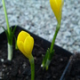 Sternbergia lutea (Sternbergia lutea)