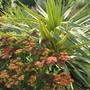 Autumn Joy Sedum & Marguerittaville Yucca