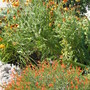Gallardia & Zauschneria