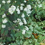 Bishop's weed or Aegopodium podagraria Variegatum