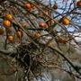 Persimmon (Diospyros virginiana)