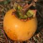 Persimmon (Diospyros virginiana)