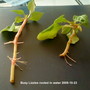 Busy Lizzies rooted in water 2009-10-23 (Impatiens walleriana)