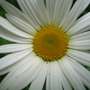 Ox-eye_daisy