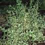 Buxus sempervirens 'Argento Variegata' (Buxus sempervirens (Common box))