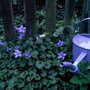 Campanula! (Campanula)