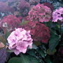 Dying off :( (Hydrangea)