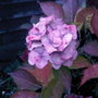 Hydrangea (Hydrangea)