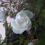 Last Roses of the year (Rosa)