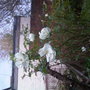 Rose (Rosa)