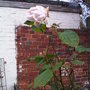 Pink Rose (Rosa)