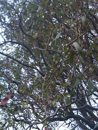 Twisted Willow (Salix babylonica 'Tortuosa')