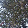 Twisted Willow (Salix babylonica 'Tortuosa')