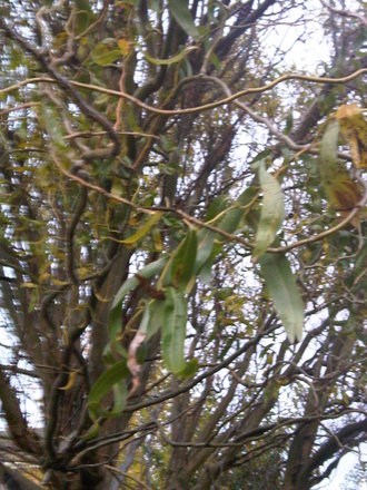 Twisted Willow (Salix babylonica 'Tortuosa')