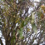 Twisted Willow (Salix babylonica 'Tortuosa')
