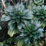 euphorbia amygdaloides (Euphorbia amygdaloides (Wood spurge))