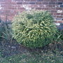 Little round...shrub? (Lonicera nitida (Shrubby honeysuckle))