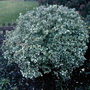 One of my favourites (Euonymus fortunei (Euonymus))