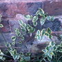 Greater Periwinkle Vinca Major (Vinca major (Greater Periwinkle))