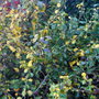 Quince (Chaenomeles speciosa (Flowering quince))