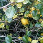 Quince (Chaenomeles speciosa (Flowering quince))