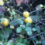 Quince (Chaenomeles speciosa (Flowering quince))