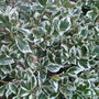 A garden flower photo (Euonymus fortunei (Euonymus))