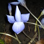 Crocus speciosus 'Conqueror' (Autumn flowering) (Crocus speciosus (large purple crocus))