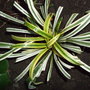 Liriope muscari 'Variegata' (Liriope muscari)