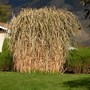 Miscanthus giganteus about 9 or 10 feet tall (Miscanthus giganteus)