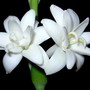 Polianthes tuberosa double 'The Pearl' (Polianthes tuberosa)