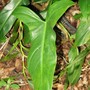 A PHILOCENDRON SPECIES (Philodendron sp)