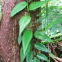 Philodendron sp (Un known sp Philodendron)