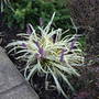 Liriope muscari variegata (Liriope muscari variegata)