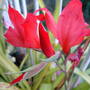 Gladioli miniature