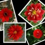 Dahlia Collage