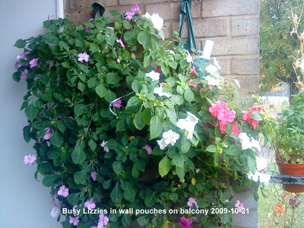 Busy Lizzies on balcony 2009-10-21 (Impatiens walleriana)
