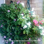 Busy Lizzies on balcony 2009-10-21 (Impatiens walleriana)