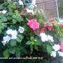 Busy Lizzies on balcony 2009-10-21 (Impatiens walleriana)