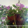 Busy Lizzies in conical basket on balcony 2009-09-20 (Impatiens walleriana)