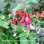 Fuchsias Beacon on balcony 2009-10-21 (Fuchsia)