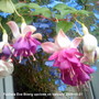 Fuchsias Eva Boerg on balcony 2009-10-21 (Fuchsia)