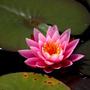 American White Waterlily  (Nymphaeaceae)