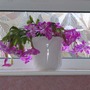 Christmas Cactus