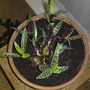 Ledebouria socialis (Scilla violacea) (Ledebouria socialis)