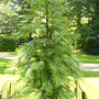 Wollemi Pine at Westonbirt (August 2008) (Wollemia nobilis)