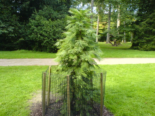 Wollemi Pine at Westonbirt (August 2008) (Wollemia nobilis)